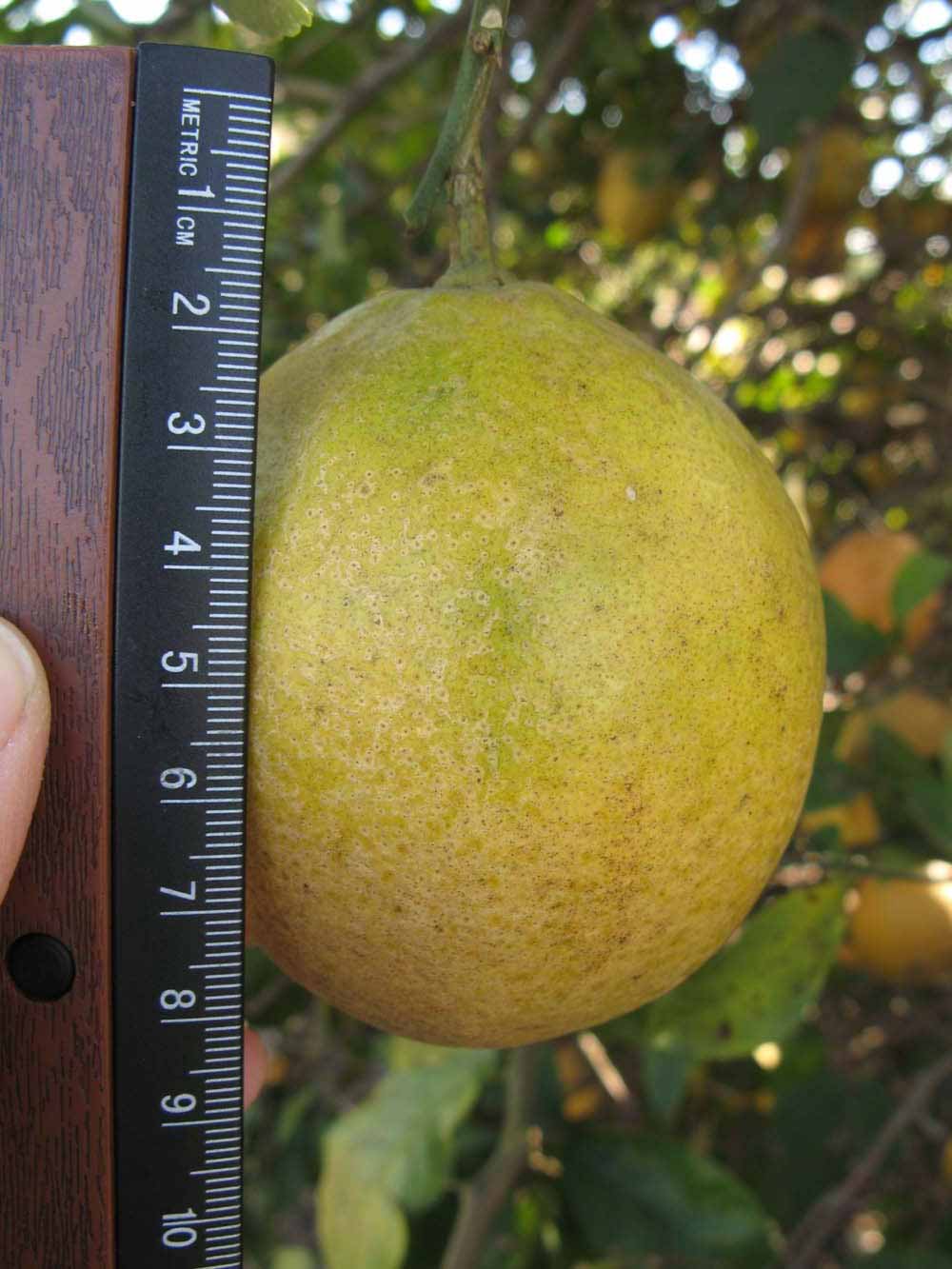              Fruit (Winter Haven, FL)       